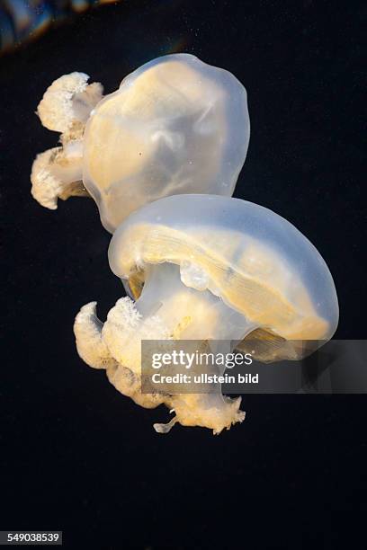 Jellyfish in Marine Lake, Mastigias papua etpisonii, Jellyfish Lake, Micronesia, Palau