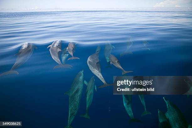 Atlantic Spotted Dolphins, Stenella frontalis, Azores, Atlantic Ocean, Portugal