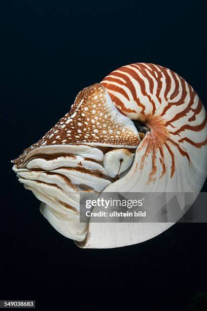 Chambered Nautilus, Nautilus belauensis, Micronesia, Palau