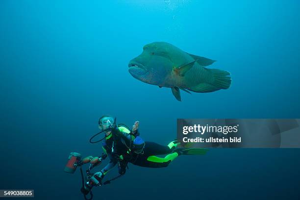 Diver and Napoleon Wrasse, Cheilinus undulatus, Fishhead, North Ari Atoll, Maldives