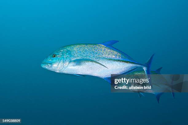 Bluefin Trevally, Caranx melampygus, Fishhead, North Ari Atoll, Maldives