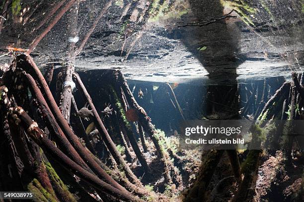 Mangrove Roots in Jellyfish Lake, Jellyfish Lake, Micronesia, Palau