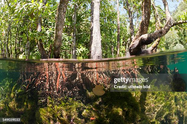 Jellyfish in Mangrove Area, Mastigias papua etpisonii, Jellyfish Lake, Micronesia, Palau