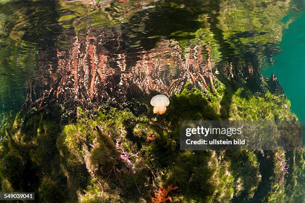 Jellyfish in Mangrove Area, Mastigias papua etpisonii, Jellyfish Lake, Micronesia, Palau