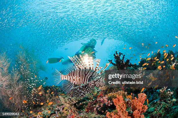 Lionfish and Diver, Pterois miles, Maya Thila, North Ari Atoll, Maldives