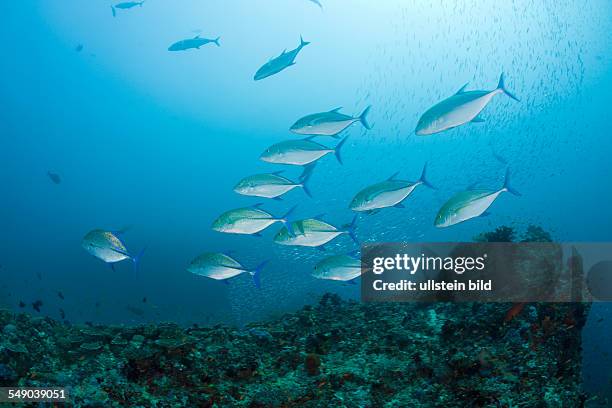 Hunting Bluefin Trevally, Caranx melampygus, Maya Thila, North Ari Atoll, Maldives