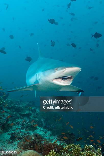 Grey Reef Shark with Cleaner Wrasse, Carcharhinus amblyrhynchos, Labroides dimidiatus, Hafsaa Thila, North Ari Atoll, Maldives