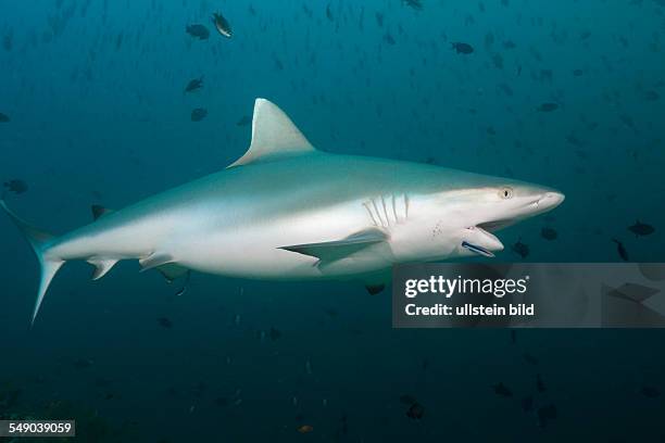 Grey Reef Shark with Cleaner Wrasse, Carcharhinus amblyrhynchos, Labroides dimidiatus, Hafsaa Thila, North Ari Atoll, Maldives