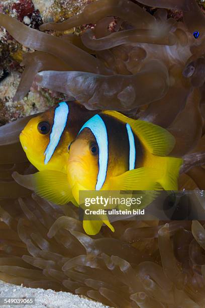 Pair of Red Sea Anemonefish, Amphiprion bicinctus, Marsa Alam, Red Sea, Egypt