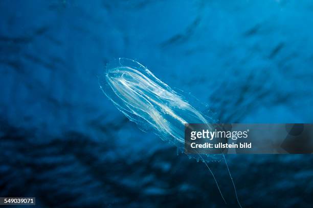 Comb Jellyfish, Tentaculata, Safaga, Red Sea, Egypt