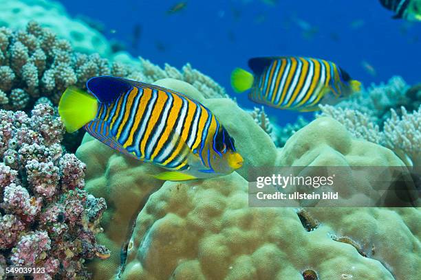 Regal Angelfish, Pygoplites diacanthus, Turtle Cove, Micronesia, Palau