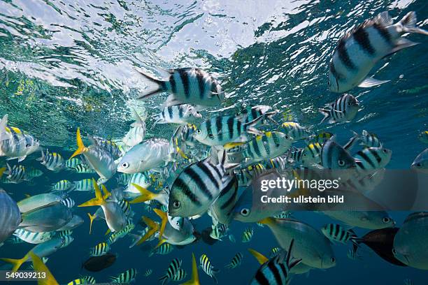 Colorfully schooling Fishes, Micronesia, Palau