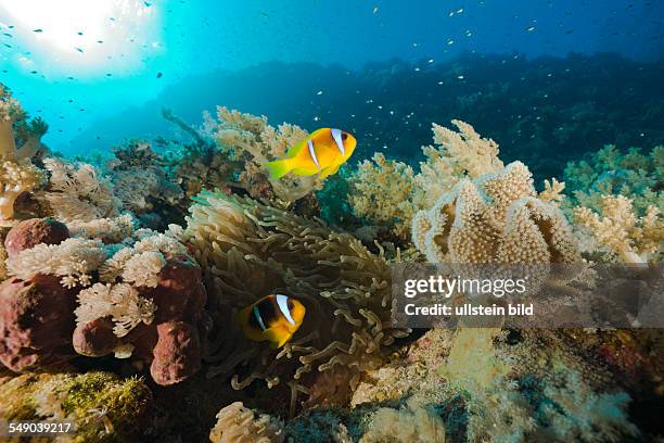 Pair of Red Sea Anemonefish, Amphiprion bicinctus, St. Johns Reef, Rotes Meer, Egypt