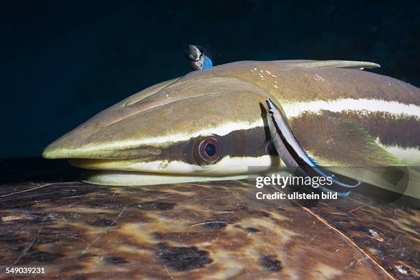 Cleaning Wrasses and Sharksucker, Echeneis naucrates, Marsa Alam, Red Sea, Egypt