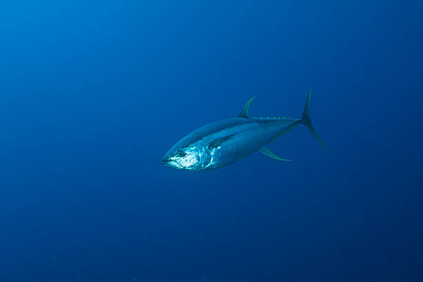 Yellowfin Tuna, Thunnus albacares, Daedalus Reef, Red Sea, Egypt