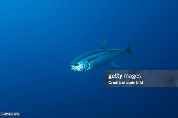 Yellowfin Tuna, Thunnus albacares, Daedalus Reef, Red Sea, Egypt