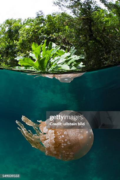 Mastigias Jellyfish, Matigias papua, Risong Bay, Micronesia, Palau