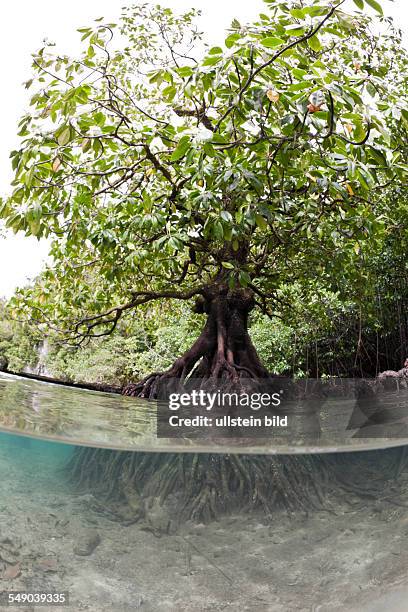 Risong Bay Mangroves, Risong Bay, Micronesia, Palau