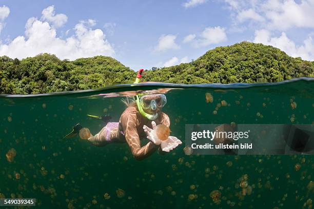 Swimming with harmless Jellyfishes, Mastigias papua etpisonii, Jellyfish Lake, Micronesia, Palau