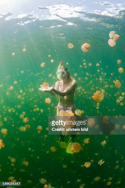 Skin Diving with harmless Jellyfish, Mastigias papua etpisonii, Jellyfish Lake, Micronesia, Palau