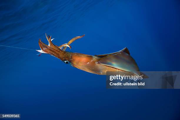 Veined Kalmar on Fish Hook, Loligo forbesi, Azores, Atlantic Ocean, Portugal