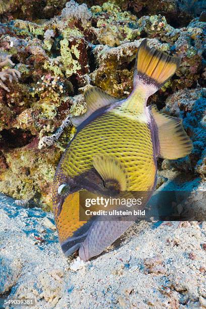 Titan Triggerfish, Balistoides viridescens, Daedalus Reef, Red Sea, Egypt
