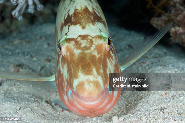 Parrotfish sleeps at Night, Scarus, Marsa Alam, Red Sea, Egypt