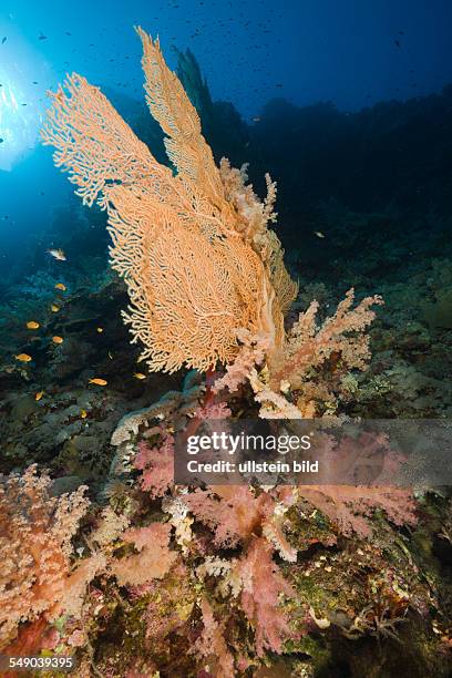 Sea Fan and Soft Corals, Supergorgia sp., St. Johns Reef, Rotes Meer, Egypt