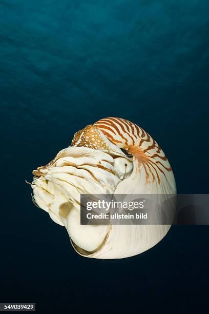 Nautilus, Nautilus pompilius, Great Barrier Reef, Australia