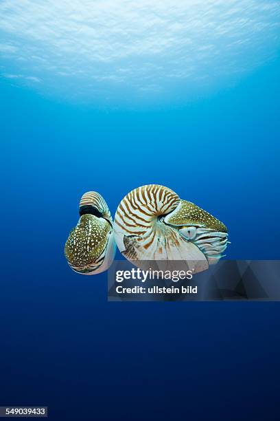 Nautilus, Nautilus pompilius, Great Barrier Reef, Australia