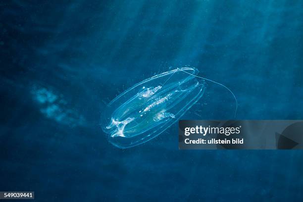 Comb Jellyfish, Tentaculata, Safaga, Red Sea, Egypt