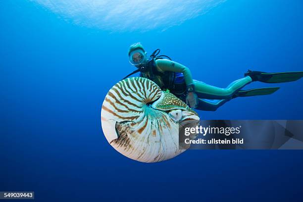 Nautilus and Diver, Nautilus pompilius, Great Barrier Reef, Australia