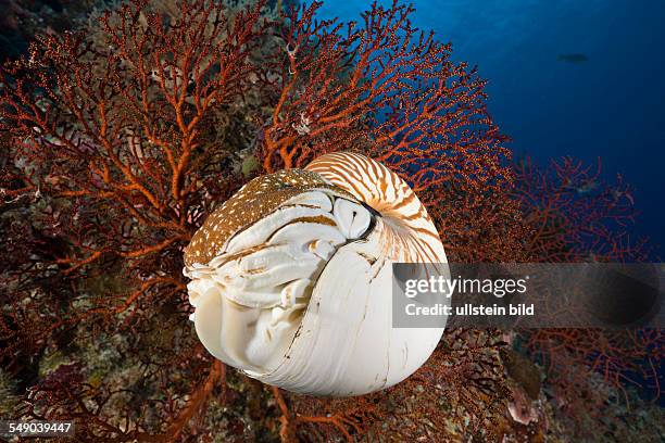 Nautilus, Nautilus pompilius, Great Barrier Reef, Australia