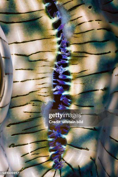 Mantle of Giant Clam, Tridacna Squamosa, Micronesia, Palau