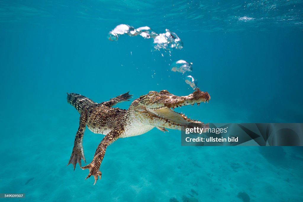 Saltwater Crocodile, Crocodylus porosus, Queensland, Australia