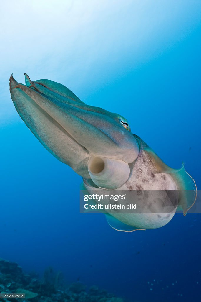 Broadclub Cuttlefish, Sepia latimanus, Micronesia, Palau