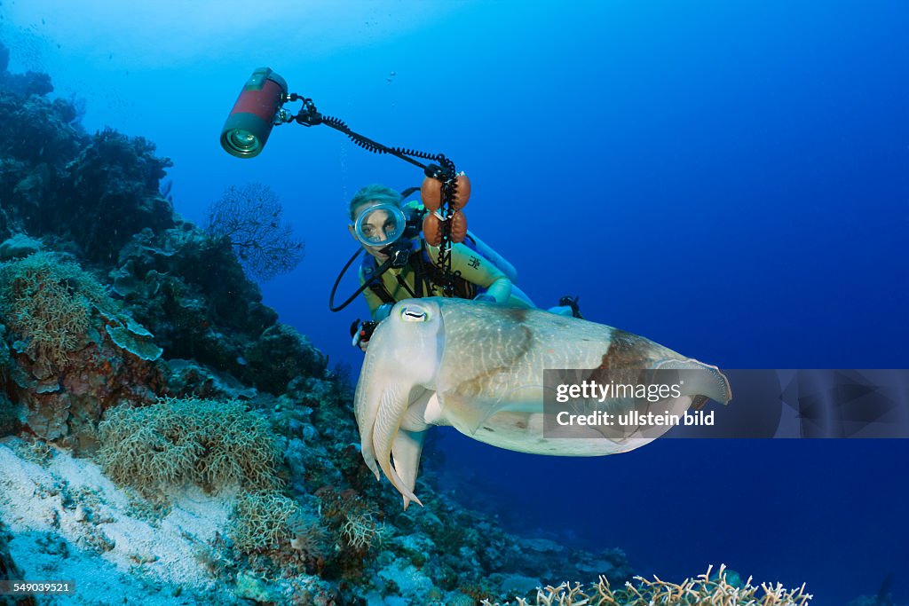 Diver and Broadclub Cuttlefish, Sepia latimanus, Micronesia, Palau