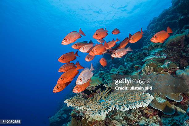 Group of Red Crescent-tail Bigeye, Priacanthus hamrur, Blue Corner, Micronesia, Palau