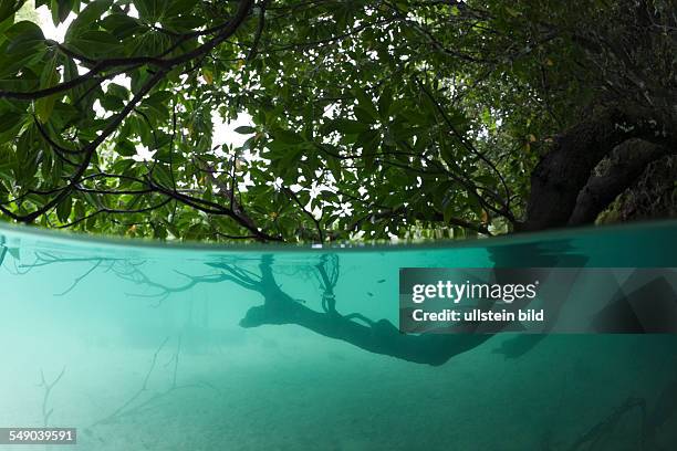 Mangroves Trees under Water, Risong Bay, Micronesia, Palau