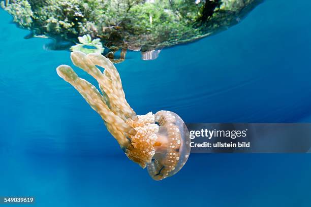 Mastigias Jellyfish, Matigias papua, Risong Bay, Micronesia, Palau