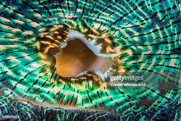 Mantle of Giant Clam, Tridacna Squamosa, Micronesia, Palau