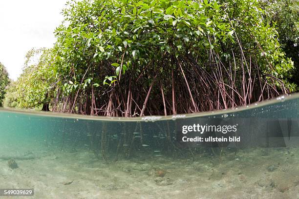 Risong Bay Mangroves, Risong Bay, Micronesia, Palau