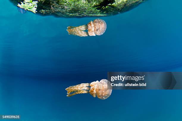 Mastigias Jellyfish, Matigias papua, Risong Bay, Micronesia, Palau