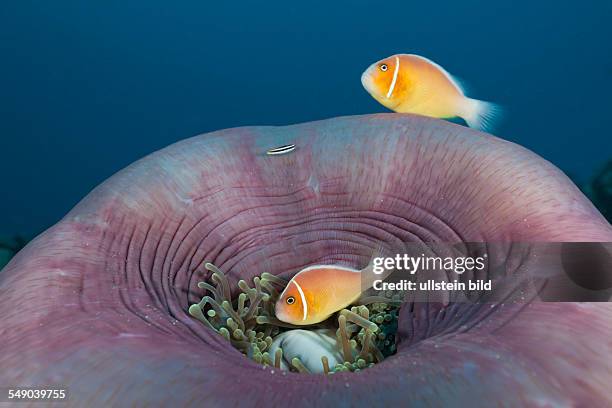 Pink Anemonefish in Magnificent Anemone, Amphiprion perideraion, Heteractis magnifica, German Channel, Micronesia, Palau