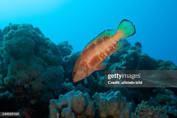Coral Grouper, Cephalopholis miniatus, Nuweiba, Sinai, Red Sea, Egypt