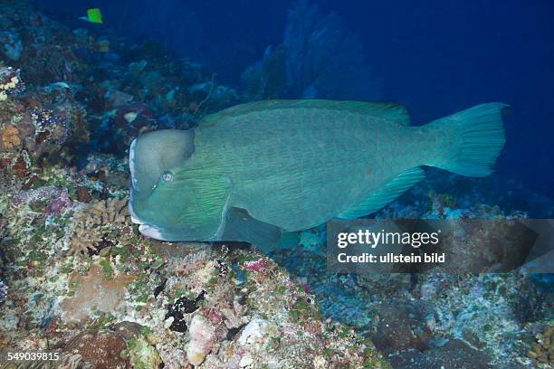 Bumphead Parrotfish, Bolbometopon muricatum, Blue Corner, Micronesia, Palau