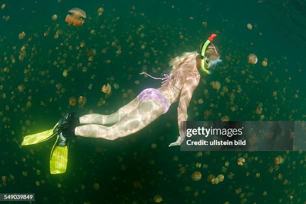 Free diving in Jelly Fish Lake, Mastigias papua etpisonii, Jellyfish Lake, Micronesia, Palau