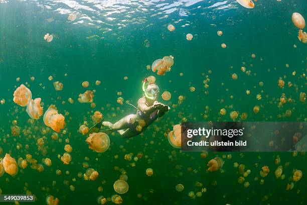 Swimming with harmless Jellyfishes, Mastigias papua etpisonii, Jellyfish Lake, Micronesia, Palau