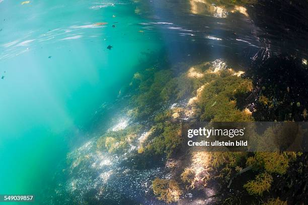 Mangroves with Sponges, Jellyfish Lake, Micronesia, Palau