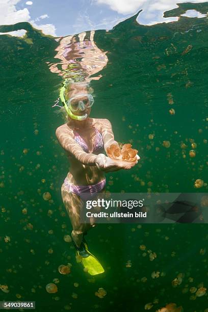 Skin Diving with harmless Jellyfish, Mastigias papua etpisonii, Jellyfish Lake, Micronesia, Palau